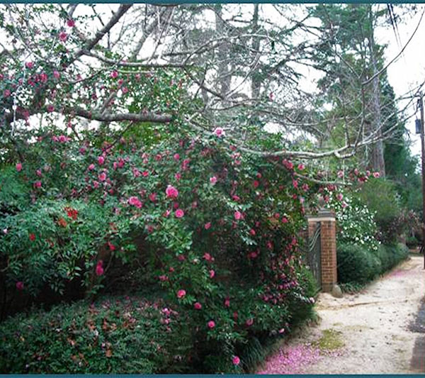 Camellia Trail Gardens