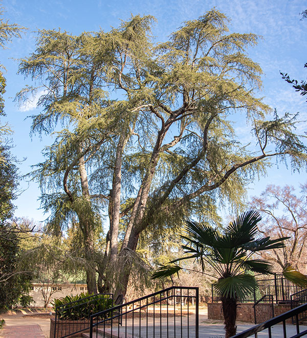 Aiken's Citywide Arboretum i